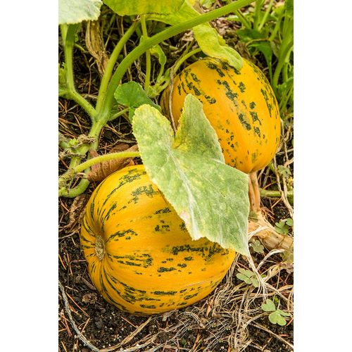 Horton, Janet 아티스트의 Issaquah-Washington State-USA Kakai pumpkins growing in a garden작품입니다.